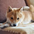 犬がいたずらがバレ…