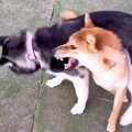 『０歳と１０歳の犬…
