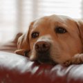 犬が『大嫌いな人』…