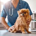 『不健康な犬』の共…