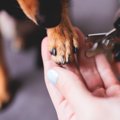 愛犬の『爪切り』を…