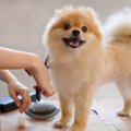 子犬のトリミングは…