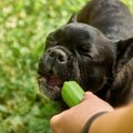 犬が散歩中に水を飲…