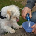 犬の水入れが命に関…