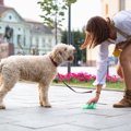 犬のウンチでわかる…
