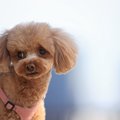 犬が『困っている』…