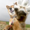 愛犬の肉球のガサガ…