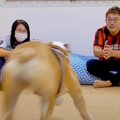 犬は『飼い主とばぁ…