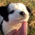 よちよち歩きでも放…