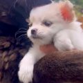 大きな犬には強気な…