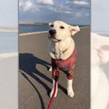 「今にも飛んで行き…