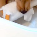 おもちゃを独り占め…