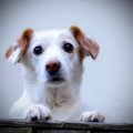 犬の甲状腺機能低下…