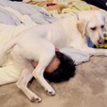 犬が『寝ている家族…