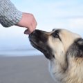 問題行動のあるペッ…