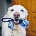 犬があなたに伝えた…