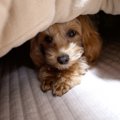 犬の飼い主がコタツ…