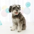 犬がしていたら『危…