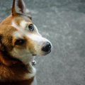 犬の気持ちが離れて…