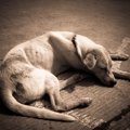 犬の認知症の症状、…