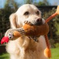 犬用グッズの『NGな…