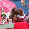 愛犬と新年を迎える…