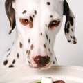 犬が食べているのに…