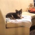 これがあれば完璧！…