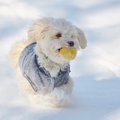 初めての雪で大はし…