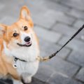 犬が『楽しい』と感…