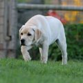 犬の歩き方がおかし…