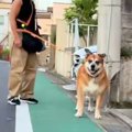 散歩中の犬を発見し…