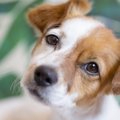 犬が落ち込んでしま…