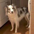 『世界一賢い犬種』…