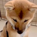 散歩前にトイレを失…