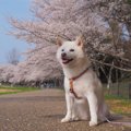 白柴は珍しい？人気…