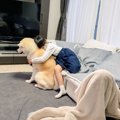 秋田犬の背中に「か…