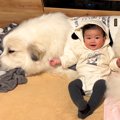 超大型犬が『赤ちゃ…