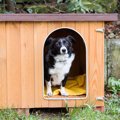 なぜ犬は「外飼い」…