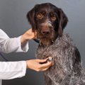 犬の心臓病について…
