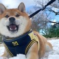 犬が初めて『雪』を…