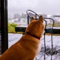 雨の日に犬が散歩に…
