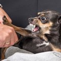 犬が人を本気噛みす…