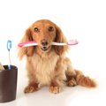 愛犬の口臭をひどく…