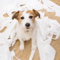 それは逆効果！犬の…