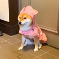 雨が嫌いな犬…お散歩…