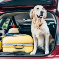 犬が『ドライブ』好…