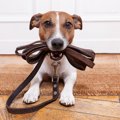 犬の散歩は行く必要…