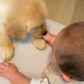 大型犬の子犬と赤ち…