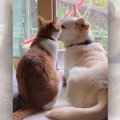 かわいいがギュッと…